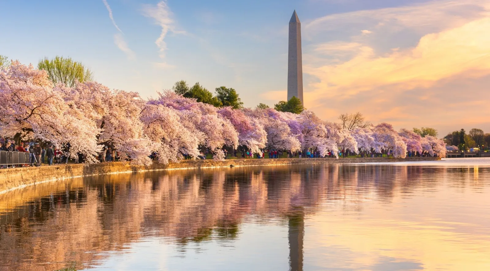 Cherry blossoms around the Tidal Basin with the Washington Monument