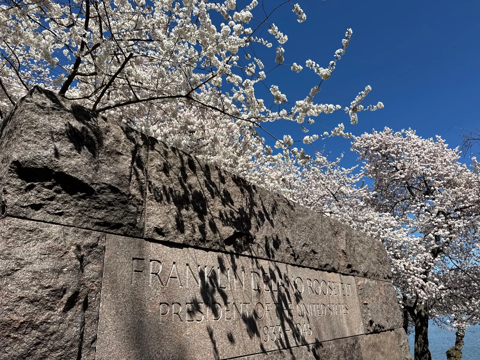 The Martin Luther King Jr. Memorial framed by cherry blossoms