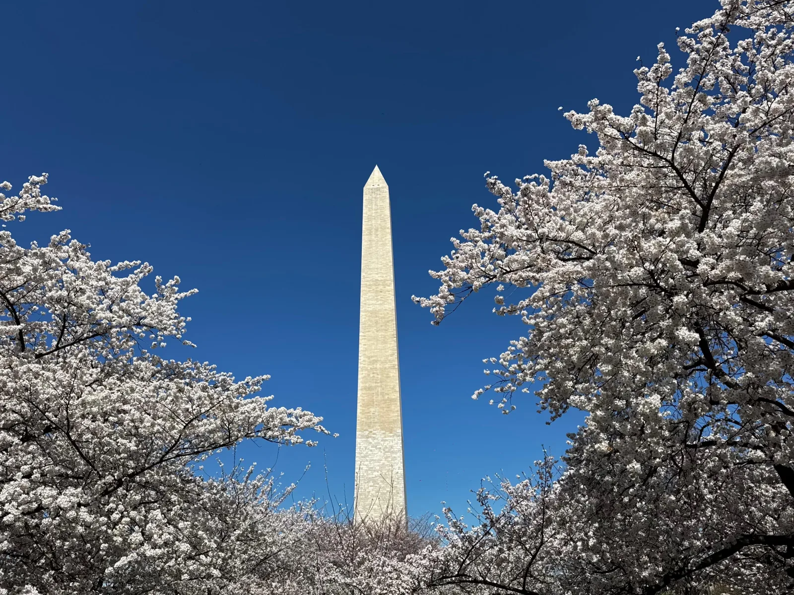 The Washington Monument behind blooming cherry trees