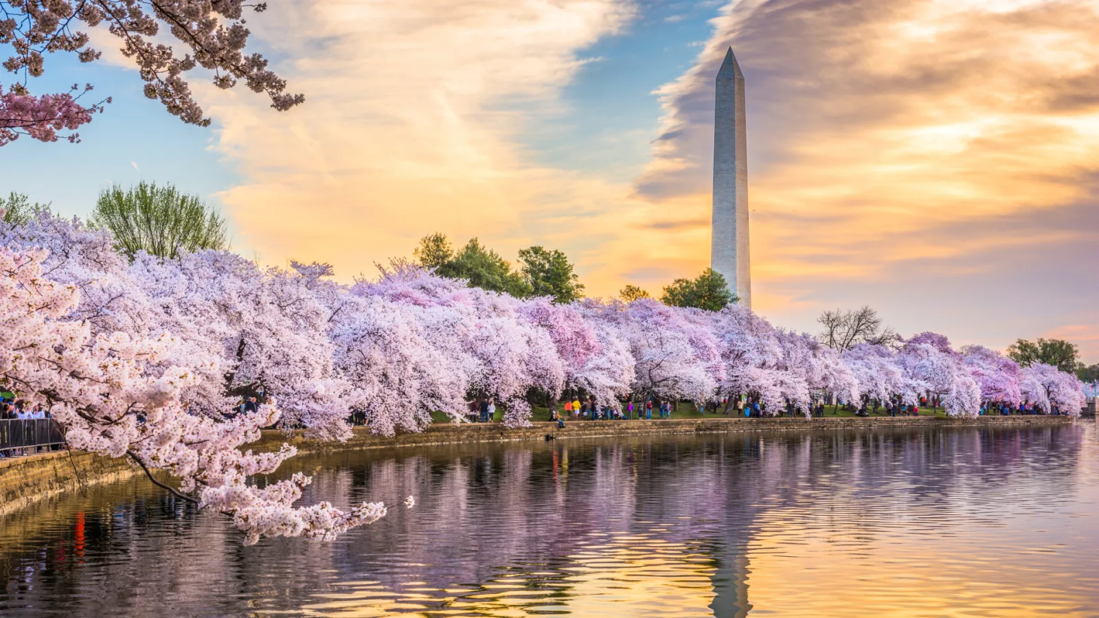 The Washington Monument behind cherry blossoms at sunset